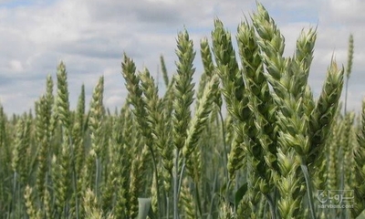فروش گندم