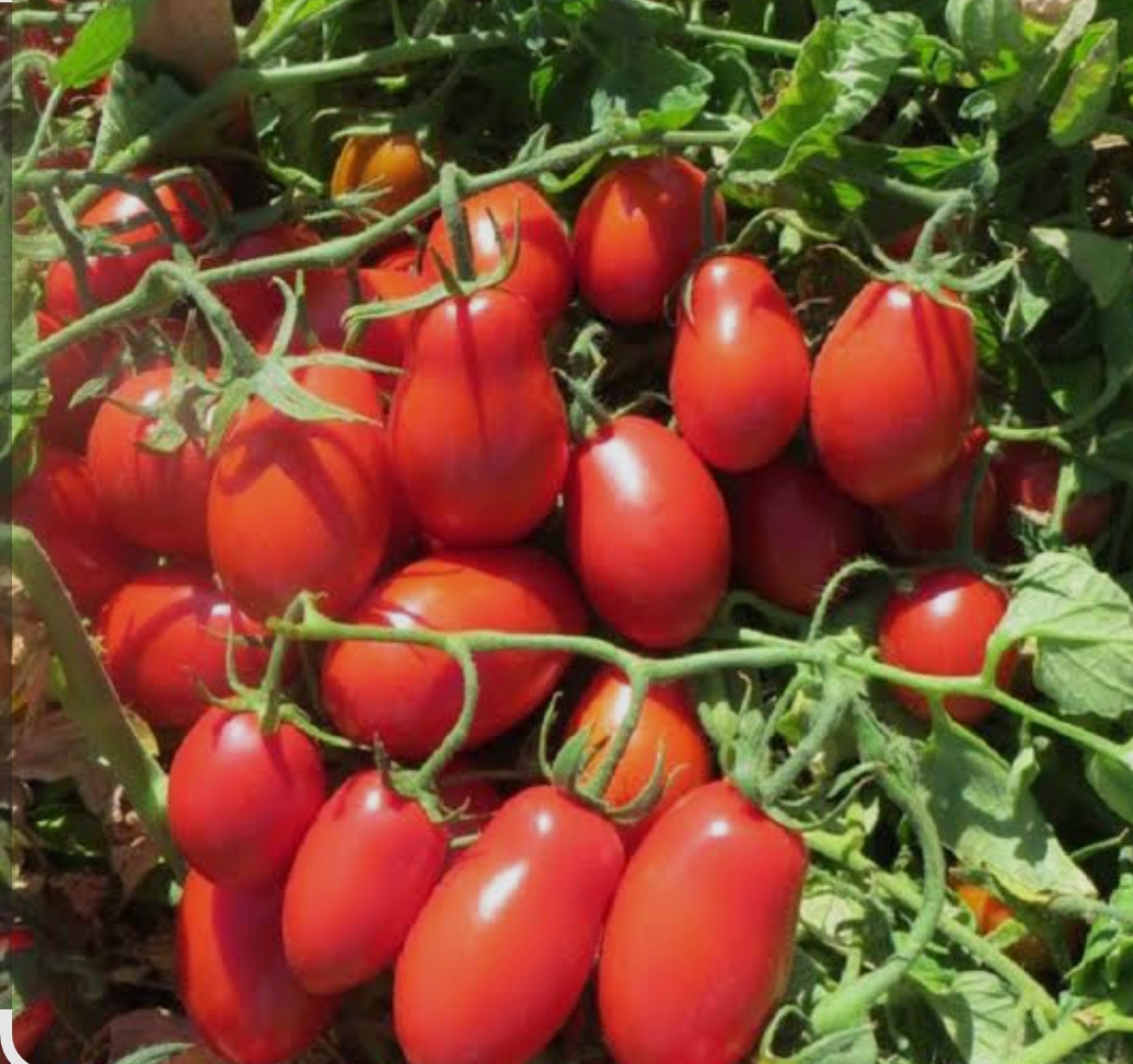 فروش گوجه فرنگی