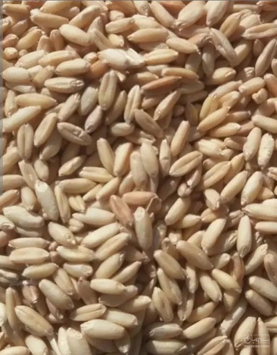 فروش گندم
