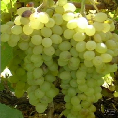 فروش انگور