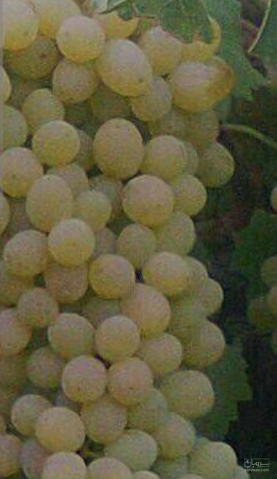 فروش انگور
