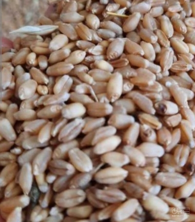 فروش گندم