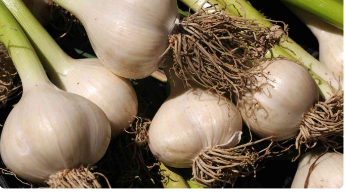 فروش سیر