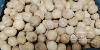 فروش لیمو خشک