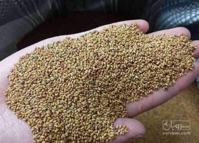 فروش بذر یونجه