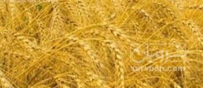فروش گندم