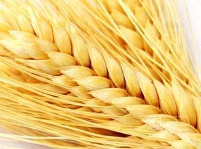 فروش گندم