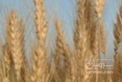 فروش گندم