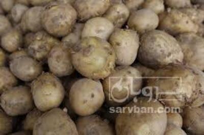 فروش سیب زمینی