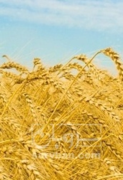 فروش گندم