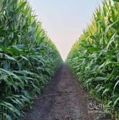 فروش چاپر ذرت - سیلاژ ذرت