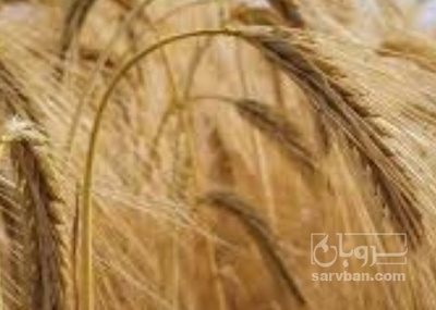 فروش گندم