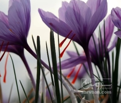 فروش زعفران (گیاه‌ دارویی)