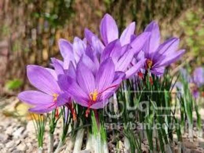 فروش زعفران (گیاه‌ دارویی)