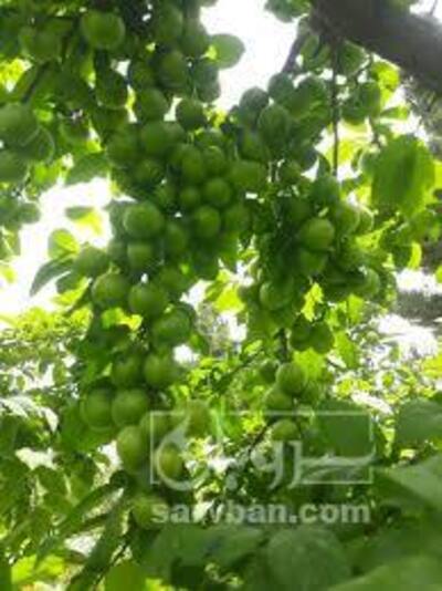 فروش گوجه سبز