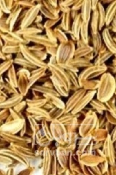 فروش بذر هویج