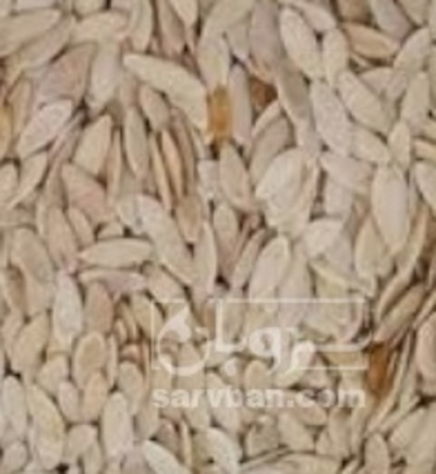 فروش بذر خیار