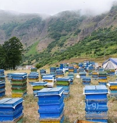 فروش عسل خودباف