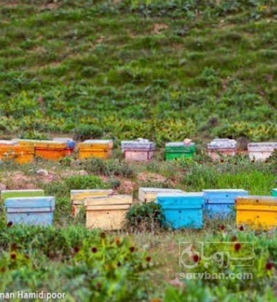 فروش عسل گون