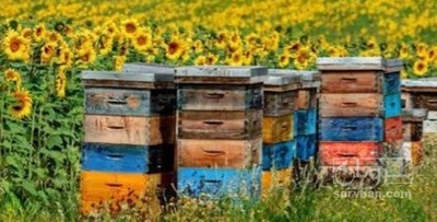 فروش عسل کنار