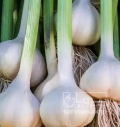 فروش سیر لشگری