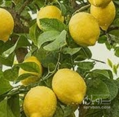فروش لیمو ترش سنگی
