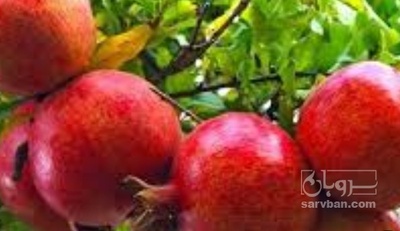 فروش انار صادراتی