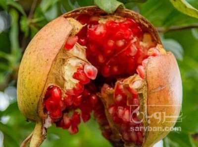 فروش انار تره باری