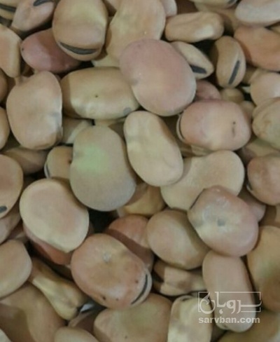 فروش باقلا تازه - باقالی - باقالا