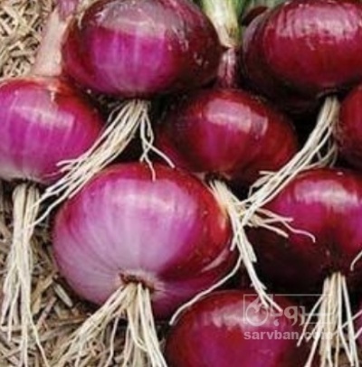 فروش پیاز قرمز