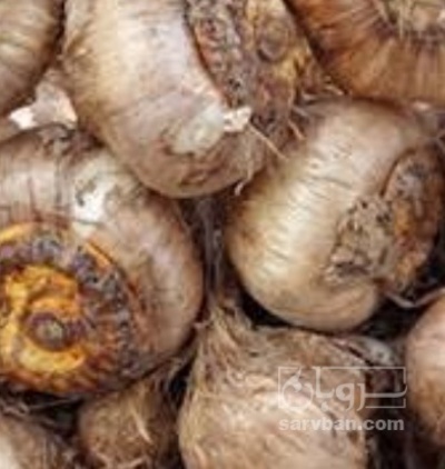 فروش پیاز زعفران