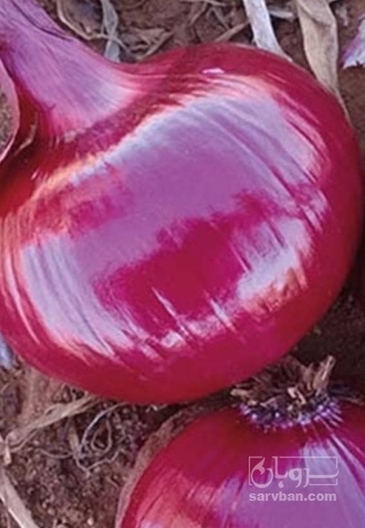 فروش پیاز قرمز