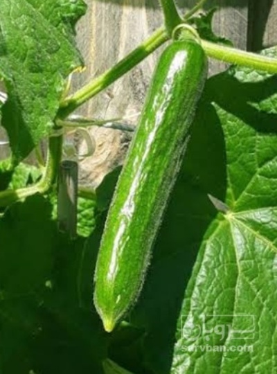 فروش خیار خیار شوری