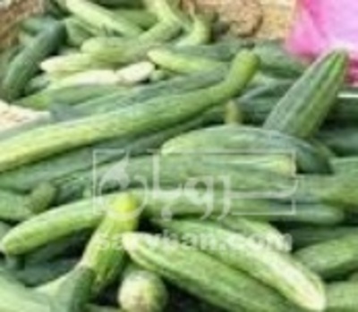 فروش خیار سالادی