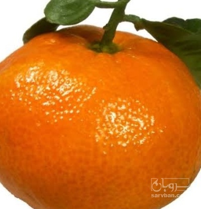 فروش نارنگی