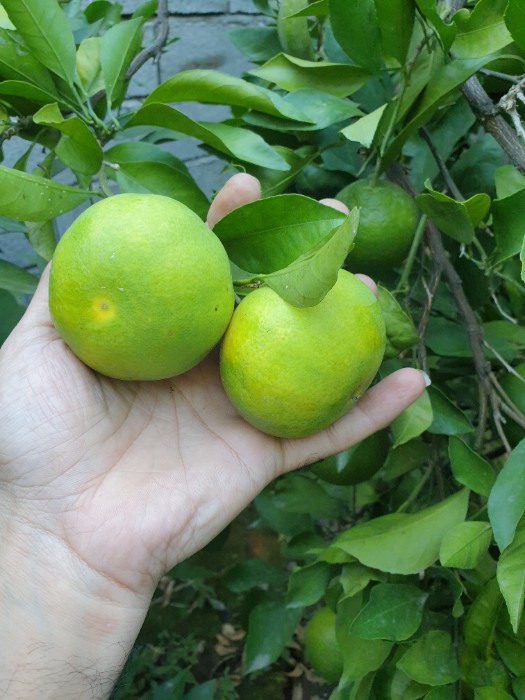 فروش نارنگی