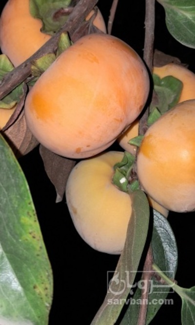 فروش خرمالو