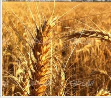 فروش گندم