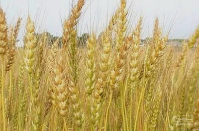 فروش گندم
