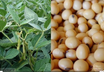 فروش سویا