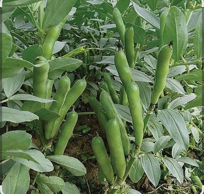 فروش باقلا تازه - باقالی - باقالا