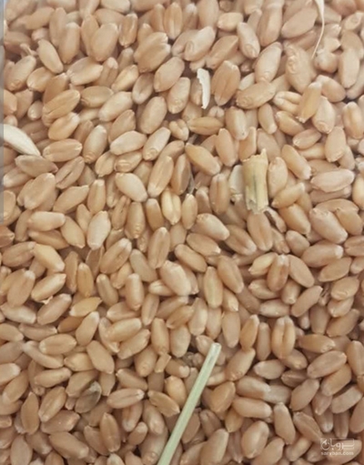 فروش گندم