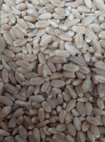 فروش گندم