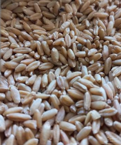 فروش گندم