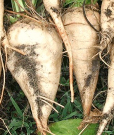 فروش چغندر قند