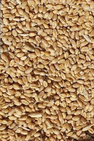 فروش گندم