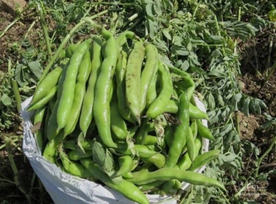 فروش باقلا تازه - باقالی - باقالا