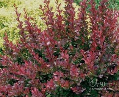 فروش زرشک زینتی