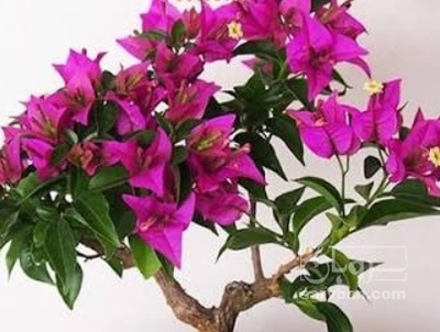 فروش گل کاغذی