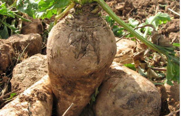 فروش چغندر قند